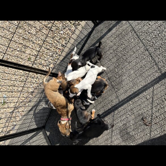 Jack Russell - Dogs