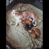 Lhasa Apso - Both