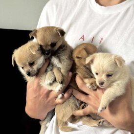 Mixed Breed - Both