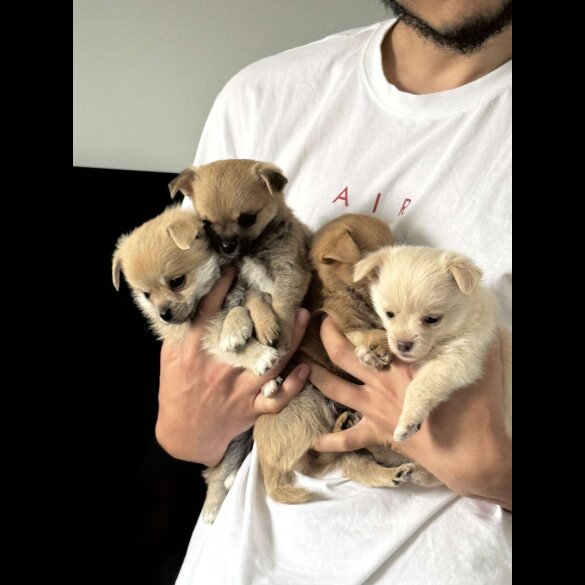 Mixed Breed - Both