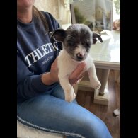 Jack Russell - Dogs