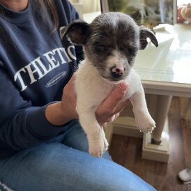 Jack Russell - Dogs