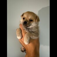 Mixed Breed - Both