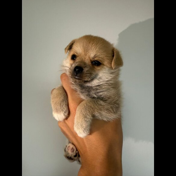 Mixed Breed - Both