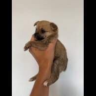 Mixed Breed - Both