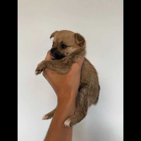 Mixed Breed - Both