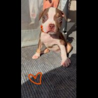 American Bulldog - Both