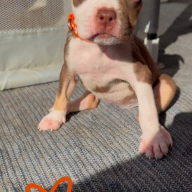 American Bulldog - Both