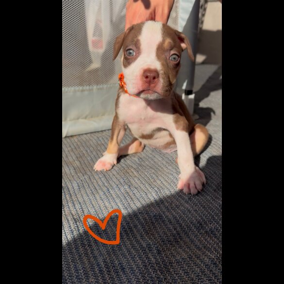 American Bulldog - Both