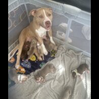 American Bulldog - Both
