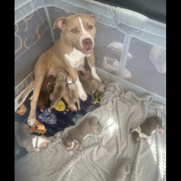 American Bulldog - Both