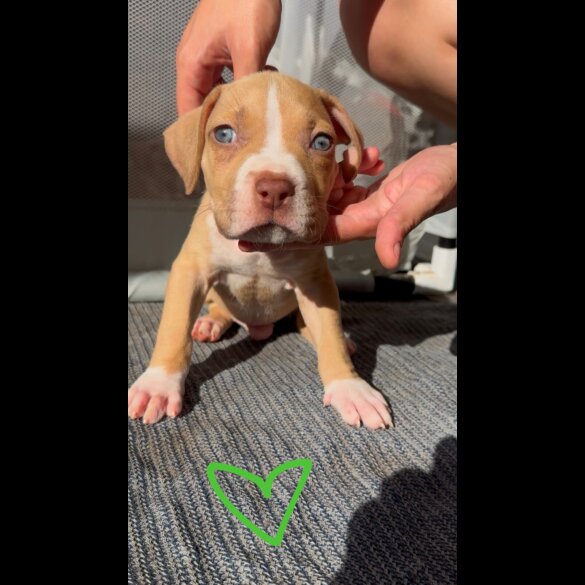 American Bulldog - Both