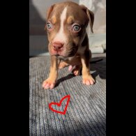 American Bulldog - Both