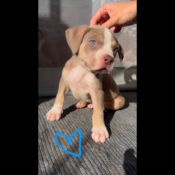 American Bulldog - Both