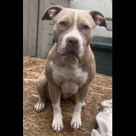 American Bulldog - Both