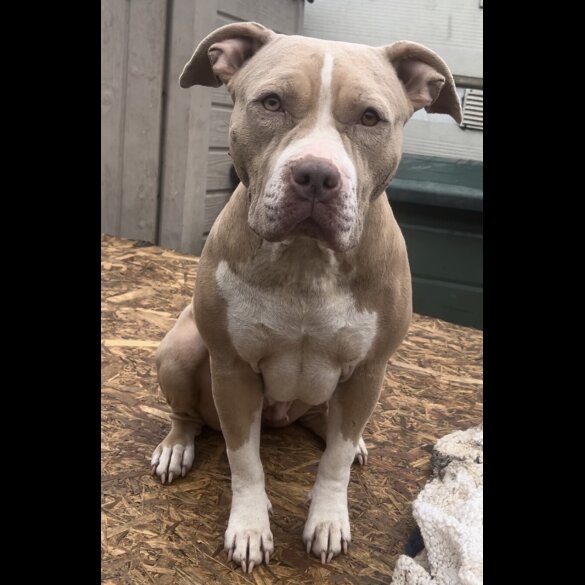 American Bulldog - Both
