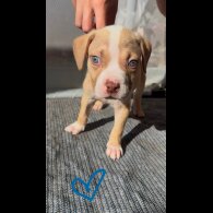 American Bulldog - Both