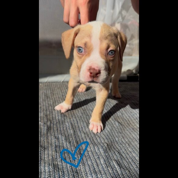 American Bulldog - Both