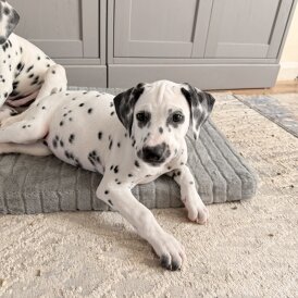 Dalmatian - Both