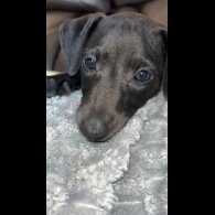 Whippet - Both