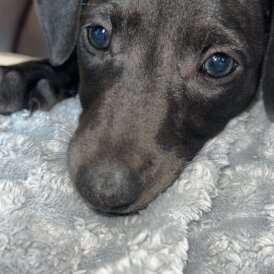 Whippet - Both