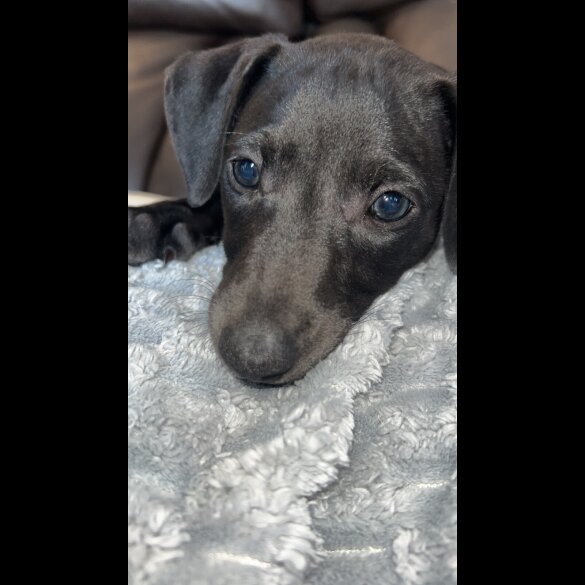 Whippet - Both