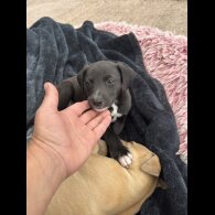 Whippet - Both
