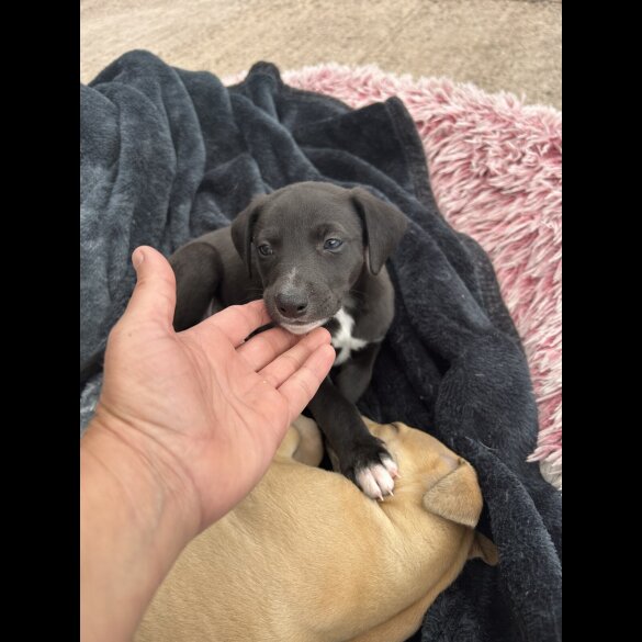 Whippet - Both