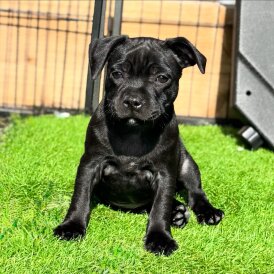 Staffordshire Bull Terrier - Both