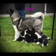 Akita - Both