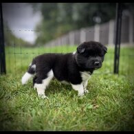 Akita - Both