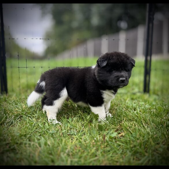 Akita - Both