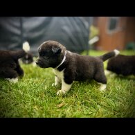 Akita - Both