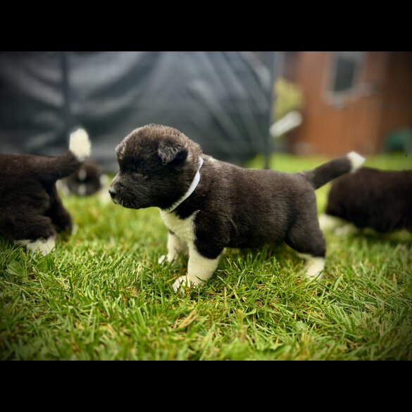 Akita - Both
