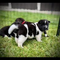 Akita - Both