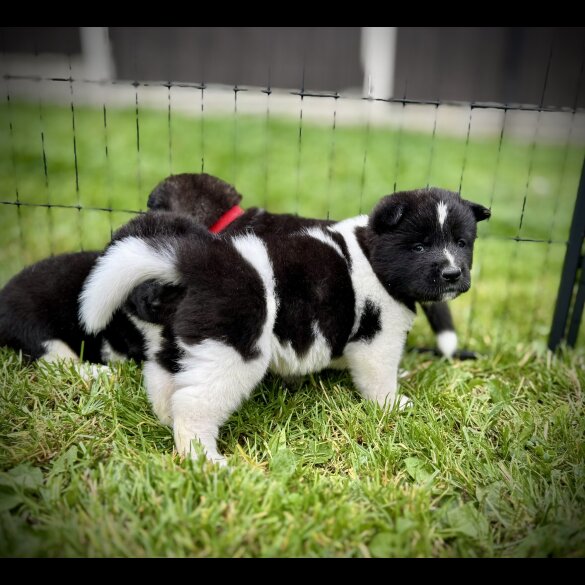 Akita - Both