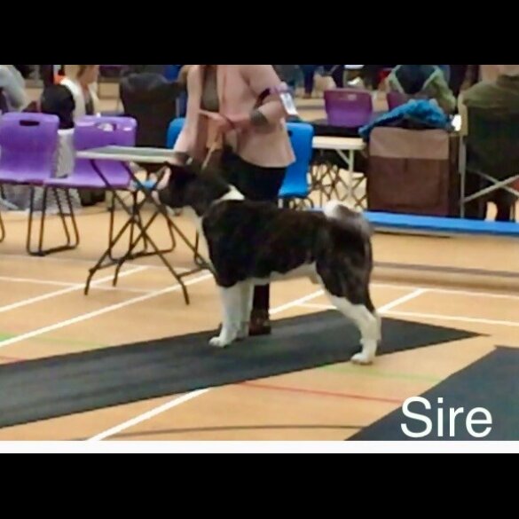 Akita - Both