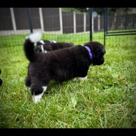 Akita - Both
