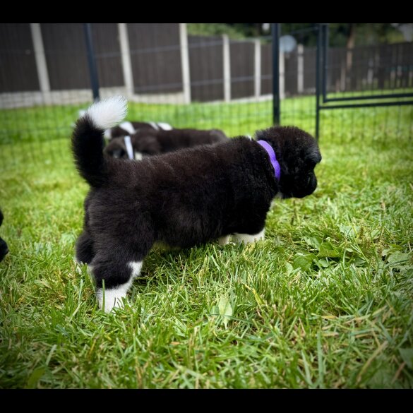 Akita - Both