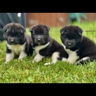 Akita - Both