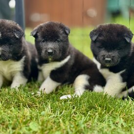 Akita - Both