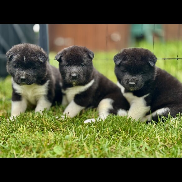 Akita - Both
