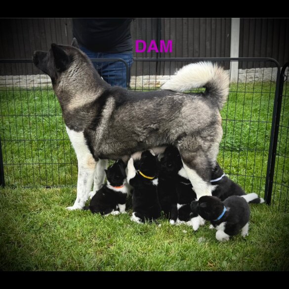 Akita - Both