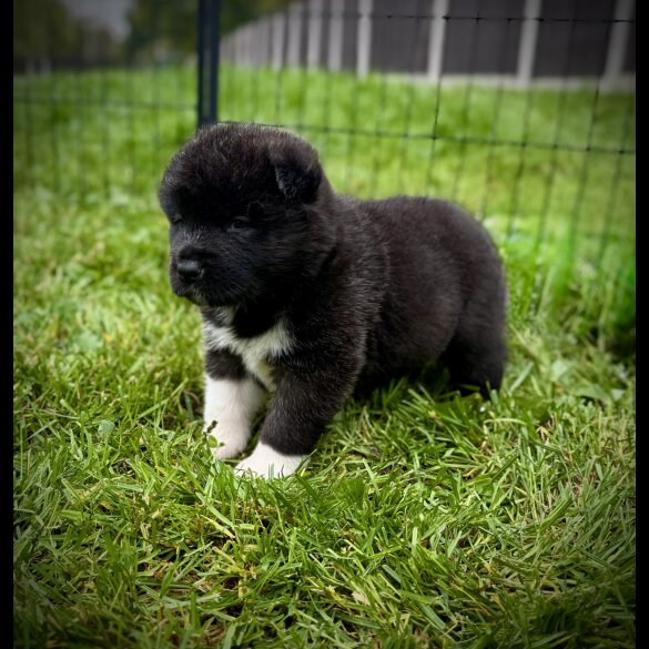 Akita - Both