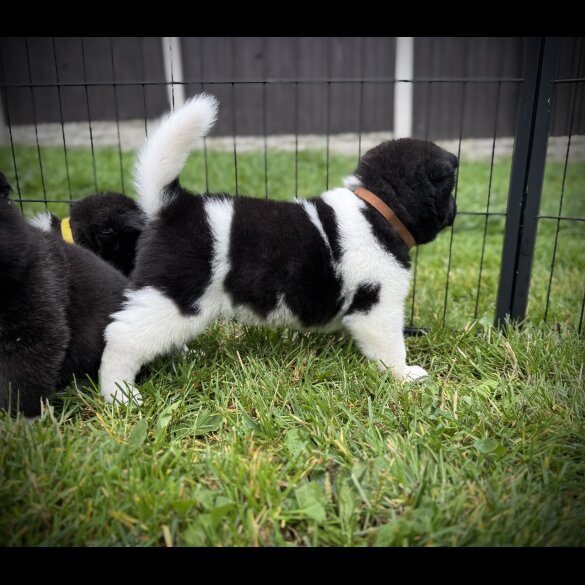 Akita - Both