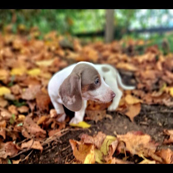 Dachshund (Standard &amp; Miniature) - Both
