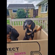 Dachshund (Standard &amp; Miniature) - Both