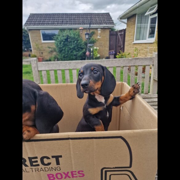 Dachshund (Standard &amp; Miniature) - Both