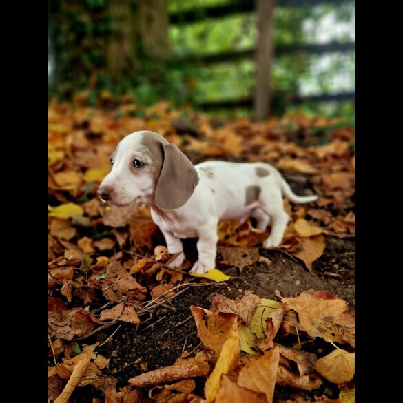 Dachshund (Standard &amp; Miniature) - Both