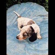 Dachshund (Standard &amp; Miniature) - Both